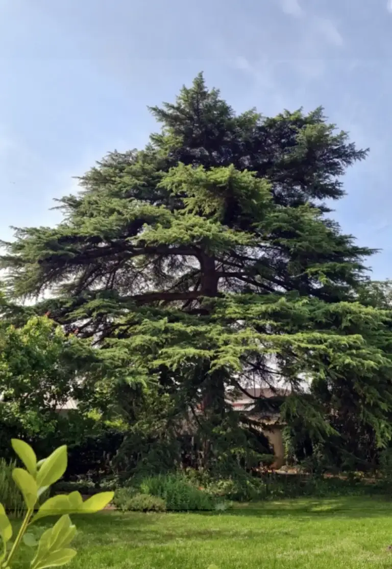 Cèdre du Liban