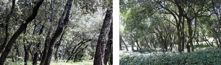 Les chênes méditerranéens : chêne vert et chêne blanc