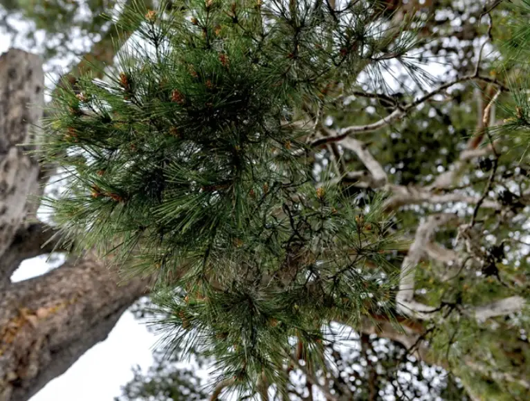 Aiguilles et charpentières