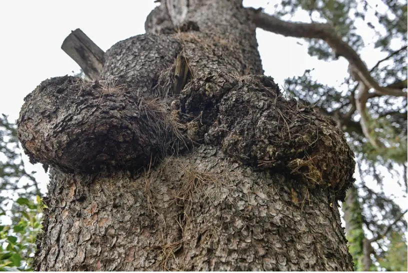 Détail de l’écorce