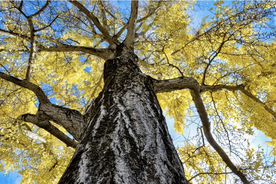 Houppier du ginkgo, avec de belles charpentières.