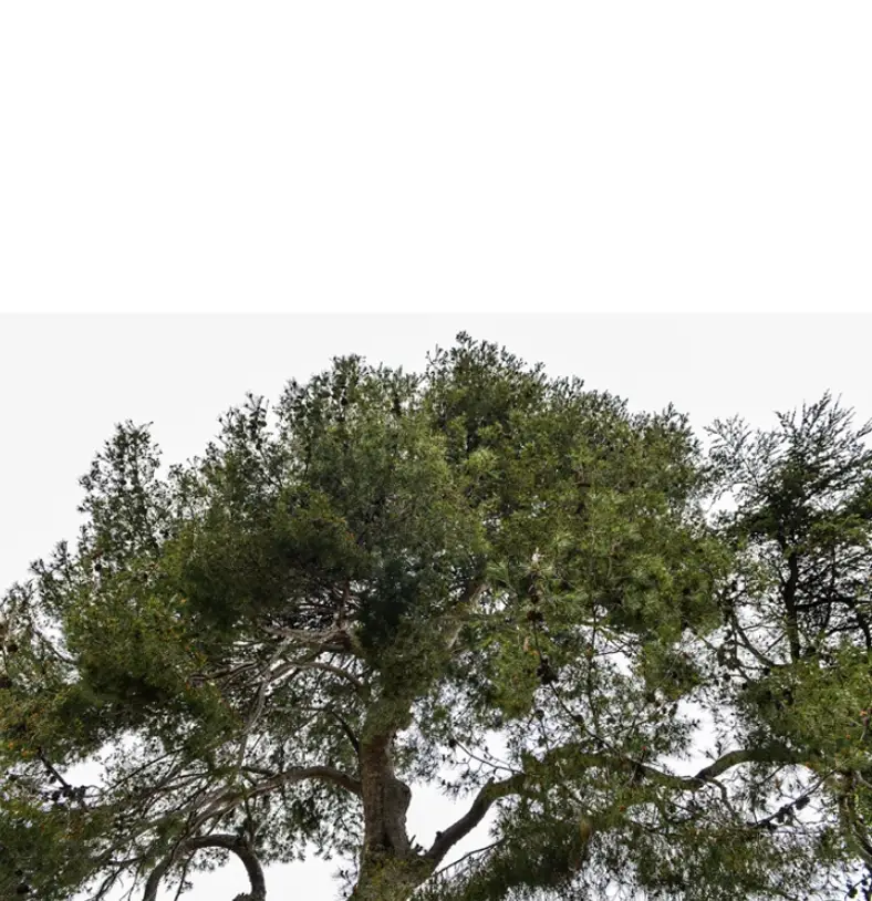 Houppier du pin d’Alep