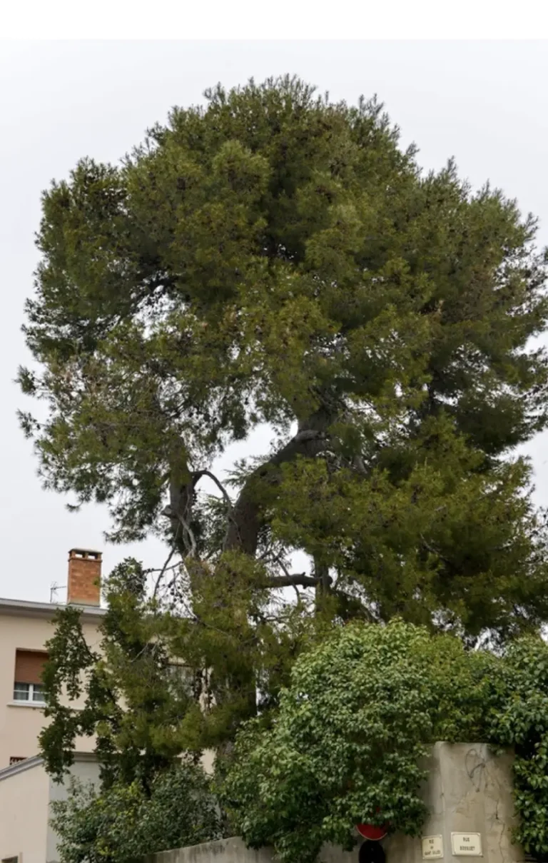 Le pin d'Alep - Nîmes