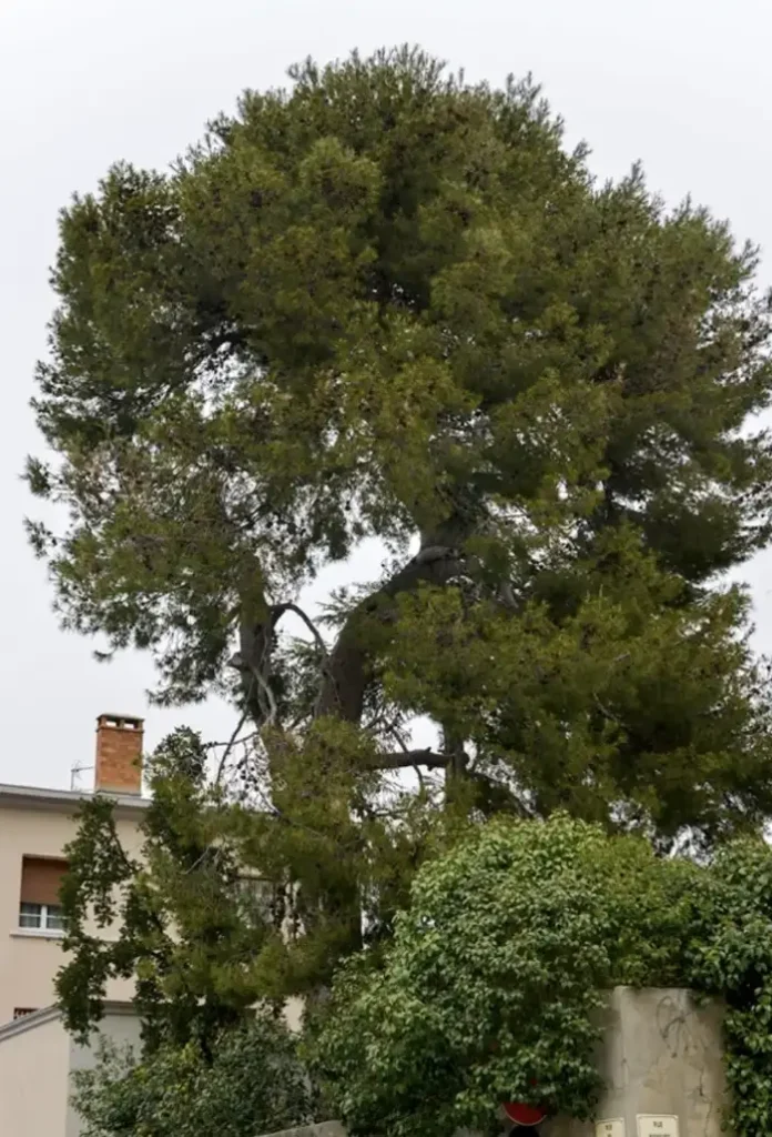Pin d'alep - nimes