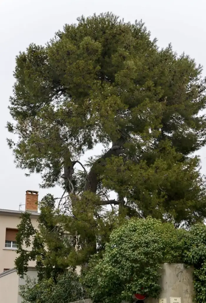 Pin d'alep - nimes