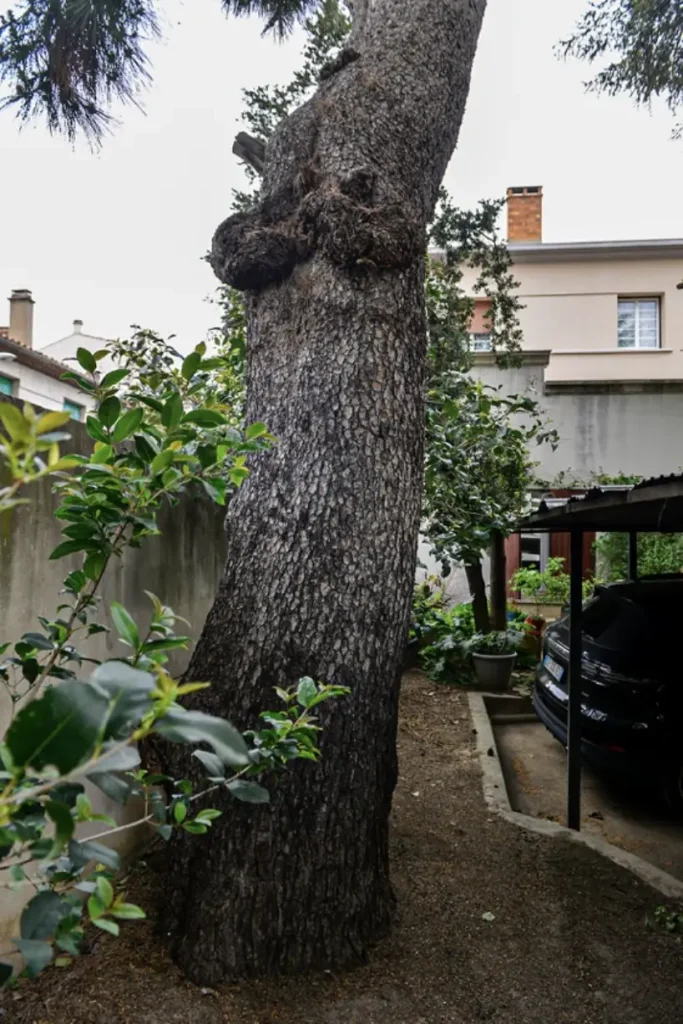 Tronc du pin d’Alep.