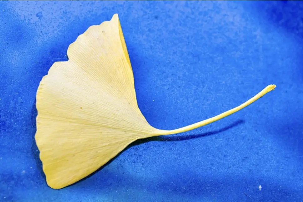 La feuille, en forme de palme, est bilobée (d’où son nom d’espèce « biloba »)