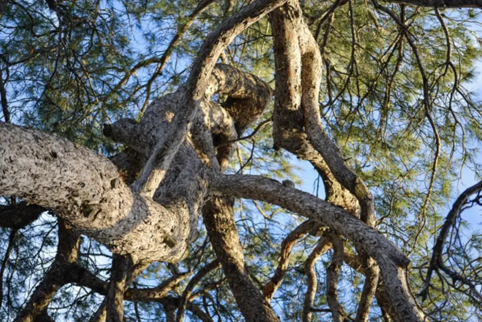 Aiguilles et charpentières