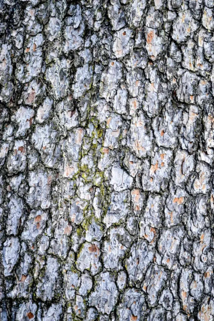 Détail de l’écorce