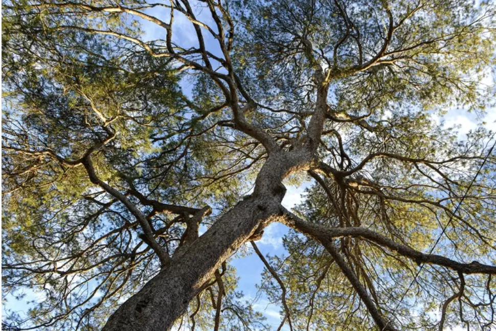 Houppier du pin d’Alep