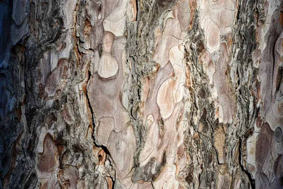 Belle écorce du pin noir, brun rougeâtre