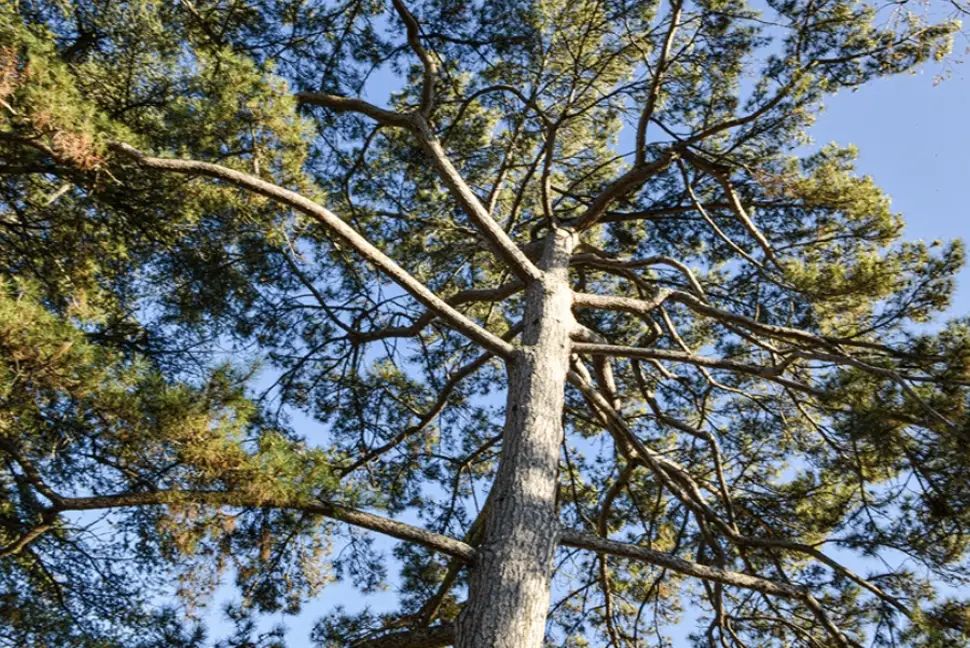 Houppier du pin noir