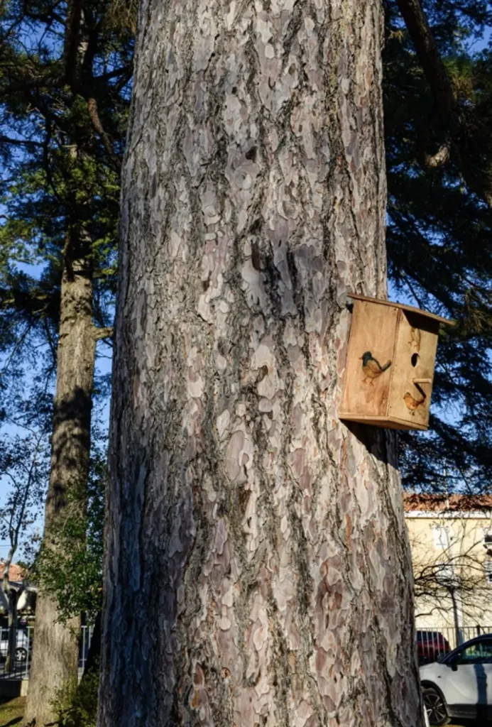 Tronc élancé du pin noir