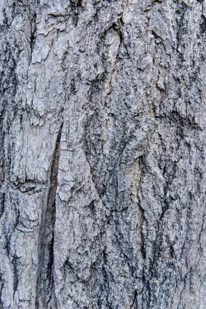 Tronc du ginkgo craquelé, fissuré avec l’âge.