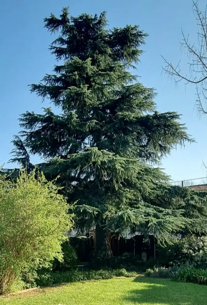 Cèdre de l’Himalaya