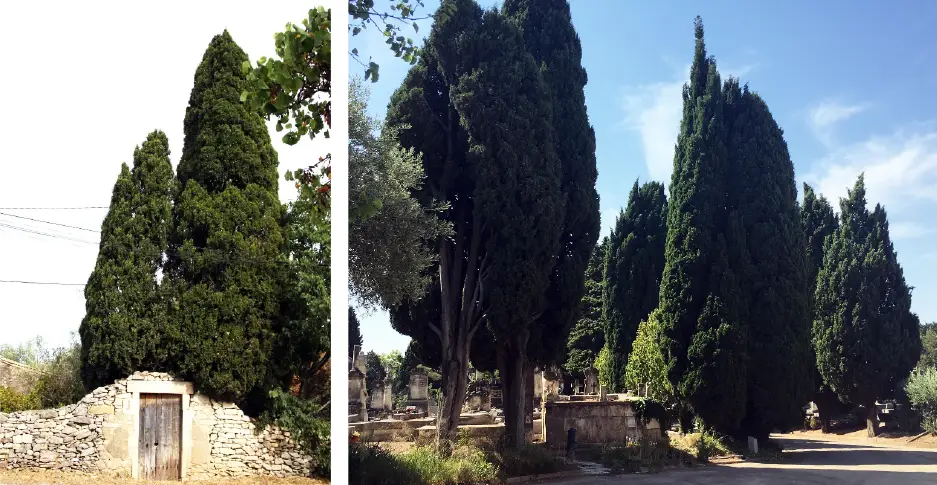 Cyprès de Provence