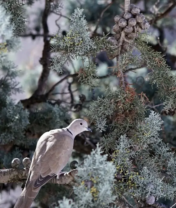 Galbules et tourterelle