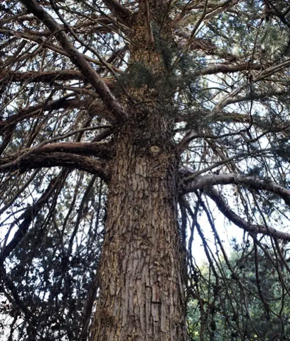 Tronc écailleux et houppier