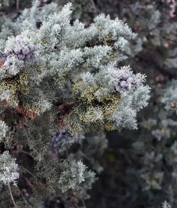 Détail du feuillage