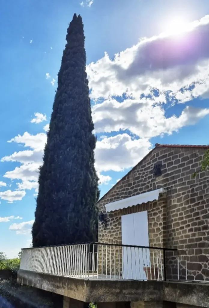 Cyprès vu de la rue