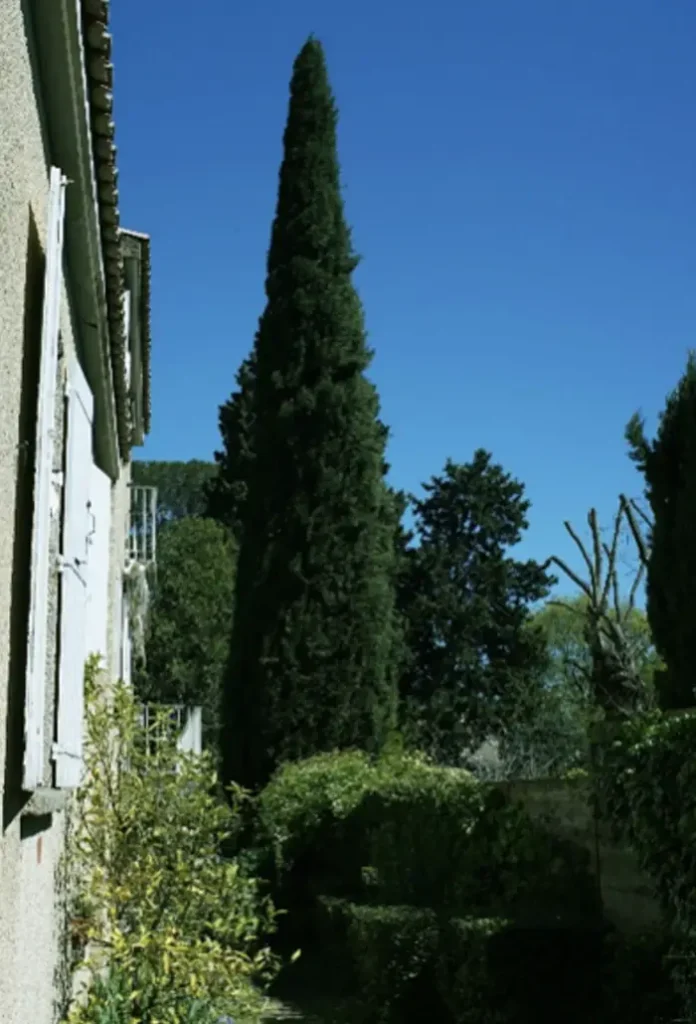 Cyprès au bord de l’allée