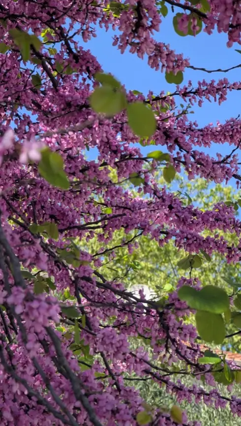 Fleurs et feuilles