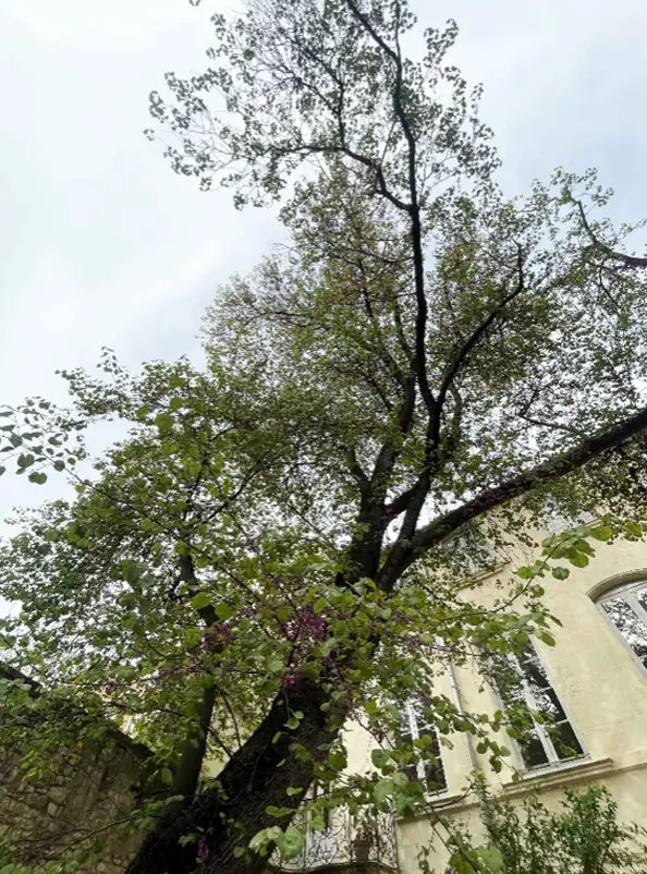 Houppier le 11 avril 2026