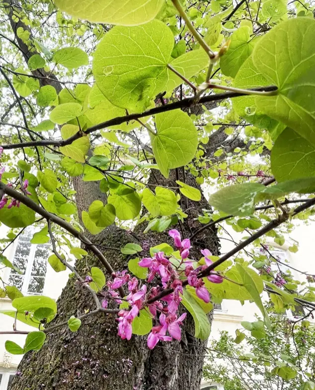 Feuillage et fleurs le 11 avril 2026