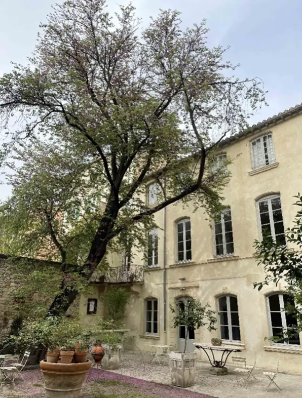 Arbre en pied le 11 avril 2026