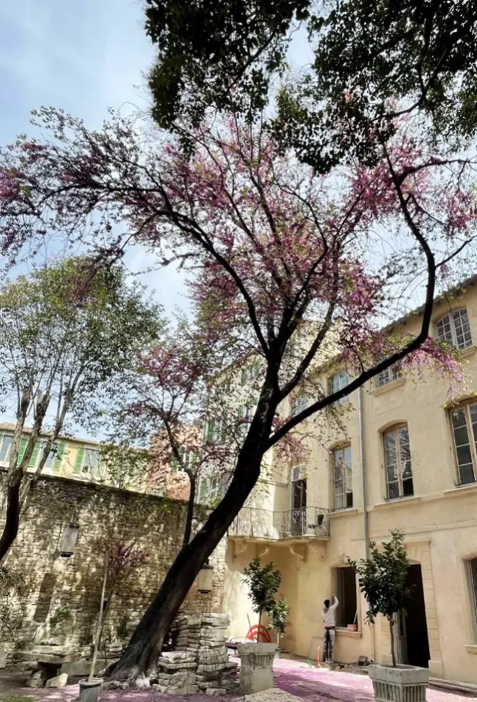 Fleurs au sol le 11 avril 2026